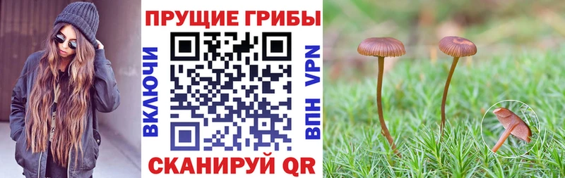 Псилоцибиновые грибы Psilocybe  Ленинск-Кузнецкий 